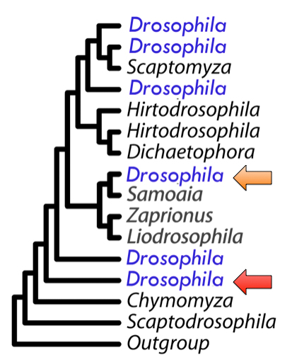 invertebrate phylogenetic tree. Combined phylogenetic tree