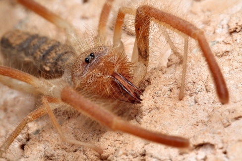Pictures Of Egyptian Giant Solpugid (Camel Spider) - Free Egyptian Giant Solpugid (Camel Spider) pictures 